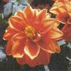 Serviette, dahlia orange