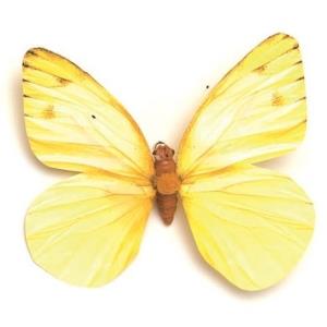 Papillon en 3D, jaune